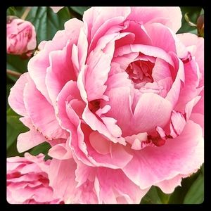 Meet your Posher, Sondra